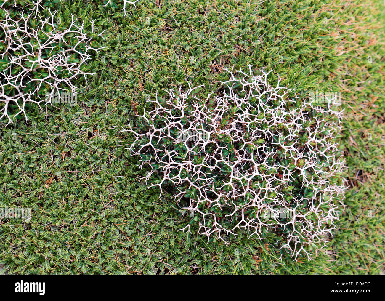 Brier, thorn cushion plant, thorn, shrub, heath, flora, mountains