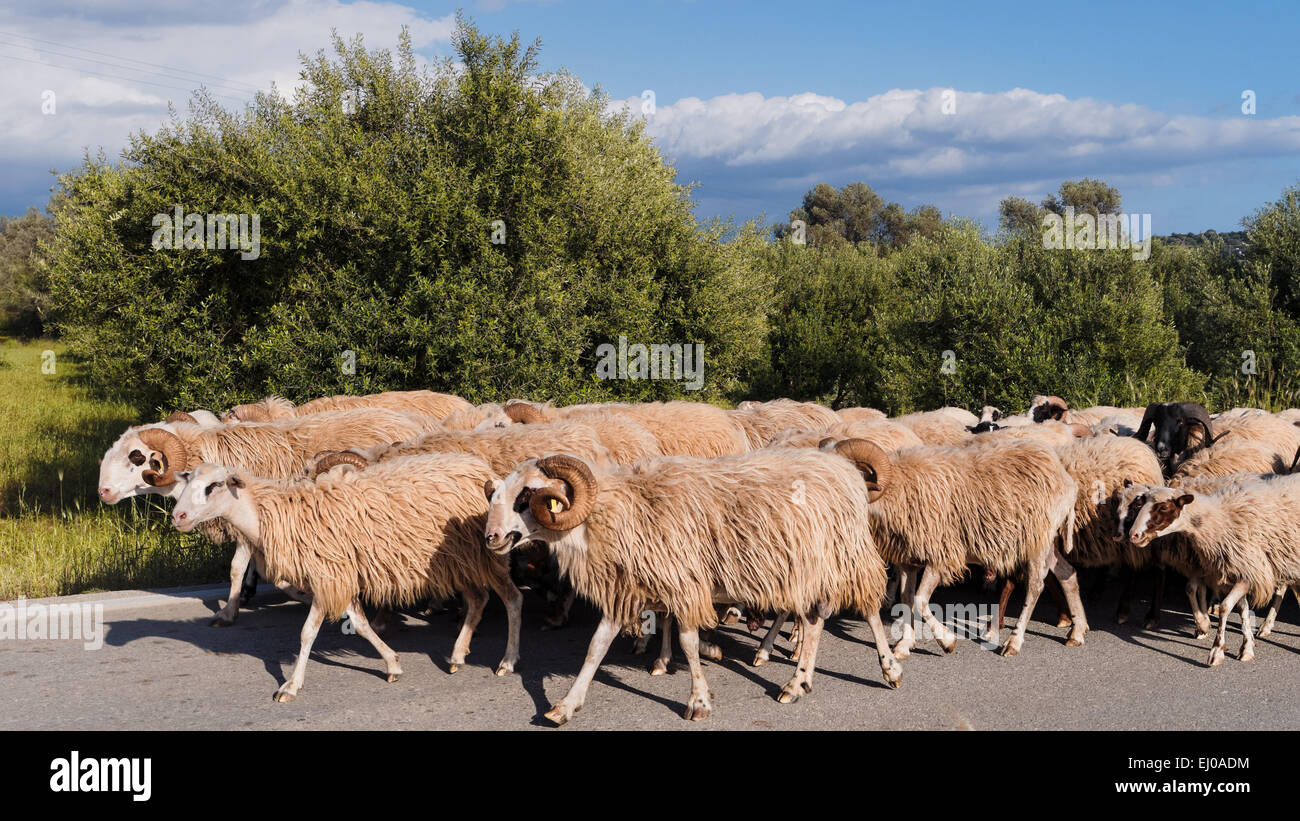 Fur, herbivore, Greece, Europe, domestic animal, pet, herd, Crete, benefit animal, mammal, sheep, flock of sheep, wool Stock Photo