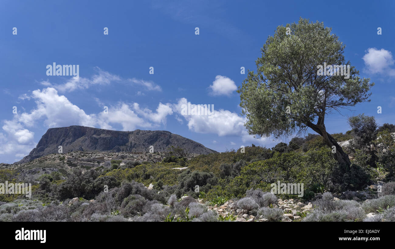 Tree, blue, heath, mountains, Greece, Europe, sky, Crete, scenery, landscape, Olea europaea, olive tree, wilderness, phrygana Stock Photo