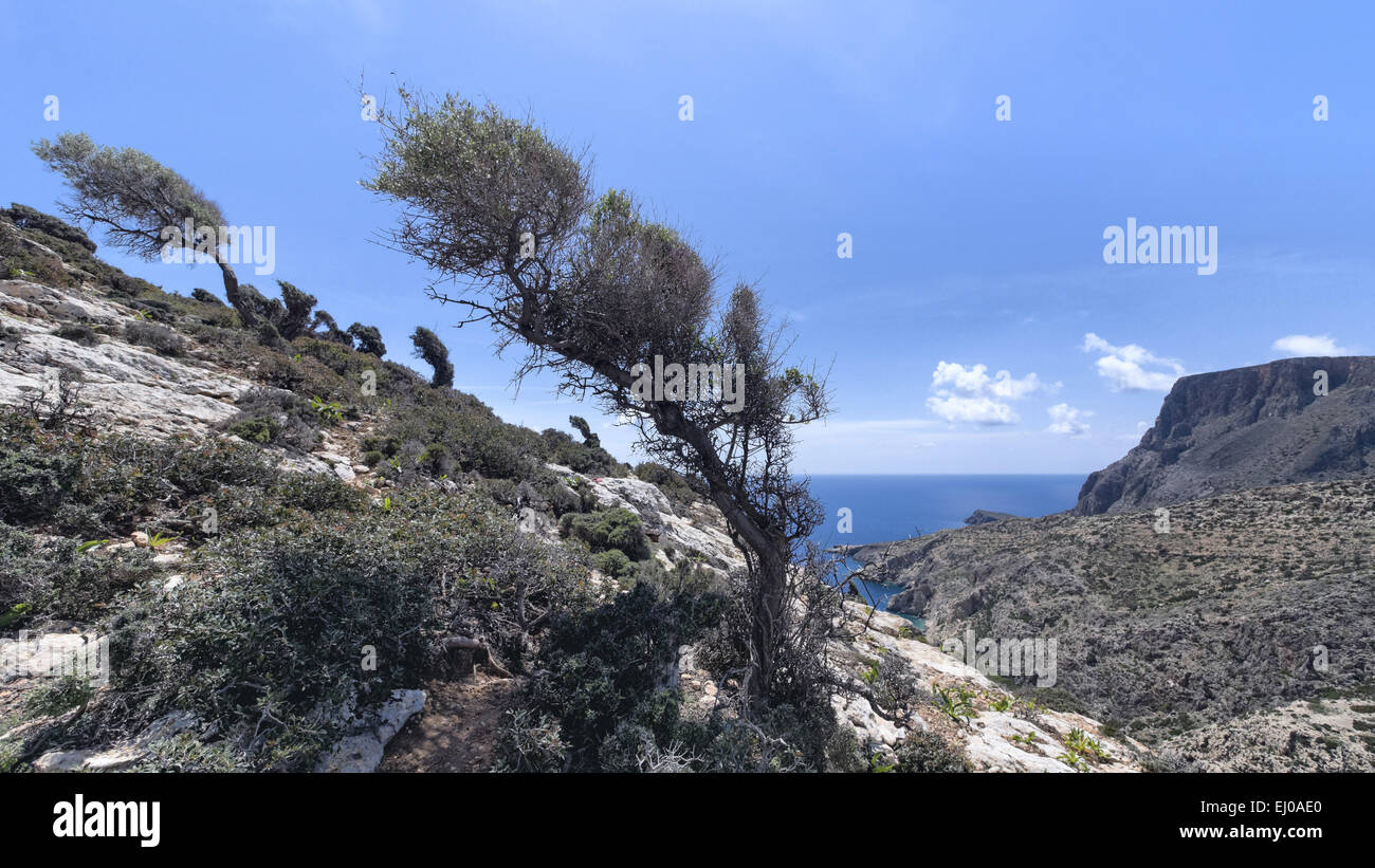 Carob tree ceratonia siliqua hires stock photography and images Alamy