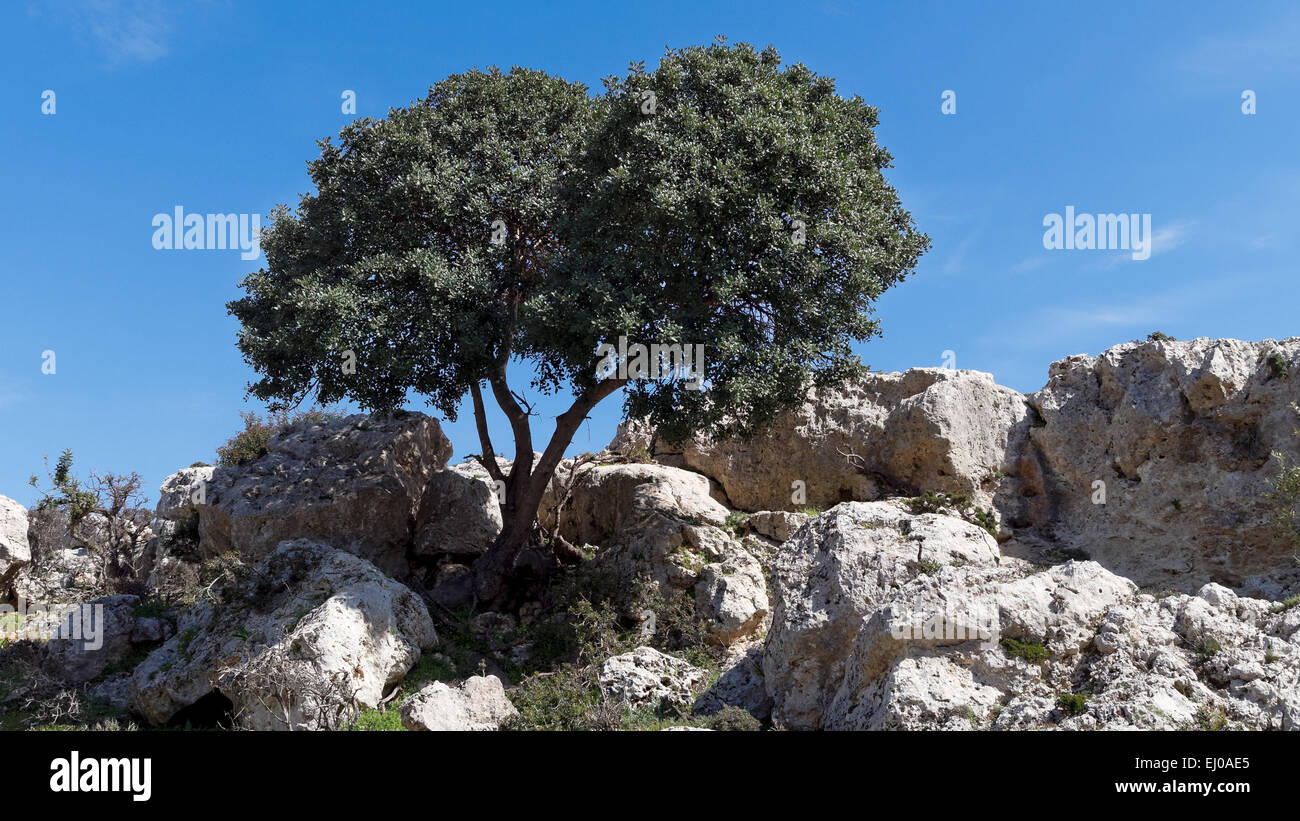 Tree, Ceratonia siliqua, boulder, rock, cliff, heath, rock scenery, Greece, Europe, carob tree, Crete, scenery, landscape, foliag Stock Photo