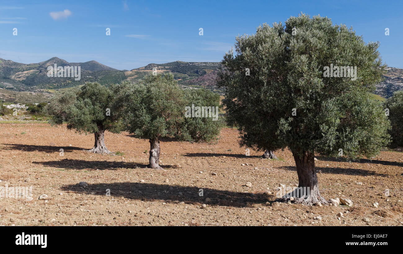 Field, tree, Greece, Europe, Crete, cultivated land, cultural, landscape, scenery, landscape, foliage tree, Olea europaea, olive, Stock Photo
