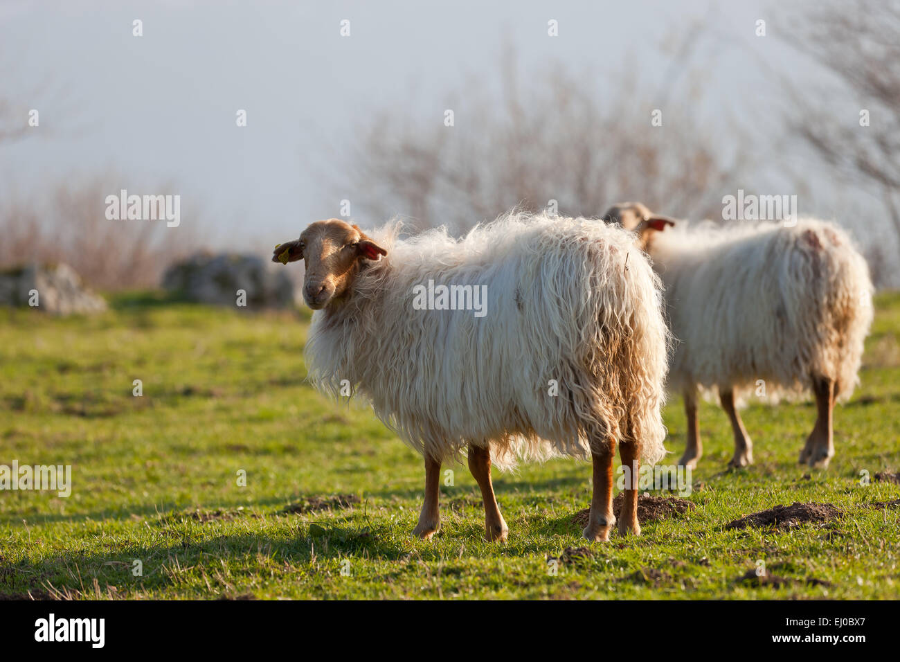 Some sheeps in Asiego, near the Picos de Europa National Park, Asturias, Spain. Stock Photo