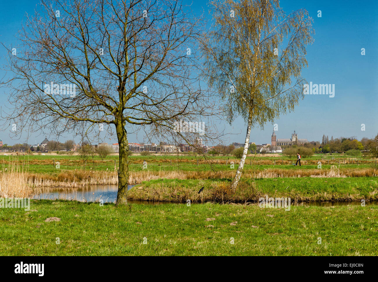 s-Hertogenbosch, Den Bosch, Netherlands, Holland, Europe, landscape, field, meadow, trees, spring, people, Stock Photo