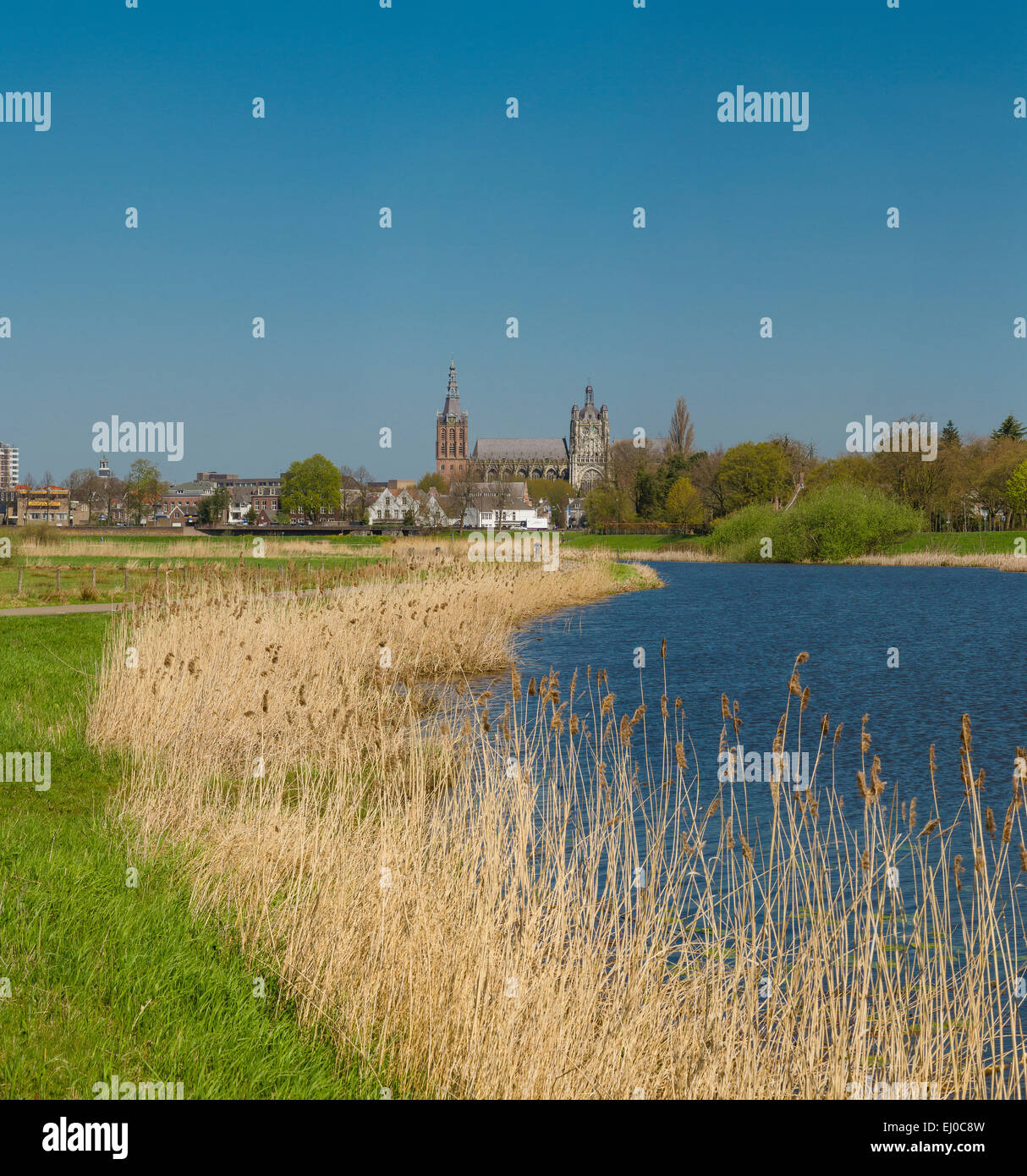 s-Hertogenbosch, Den Bosch, Netherlands, Holland, Europe, landscape, field, meadow, water, spring, Cathedral, Church, St. John Stock Photo