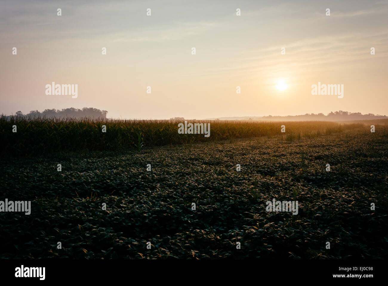 Beautiful sunrise over fields in hi res stock photography and images