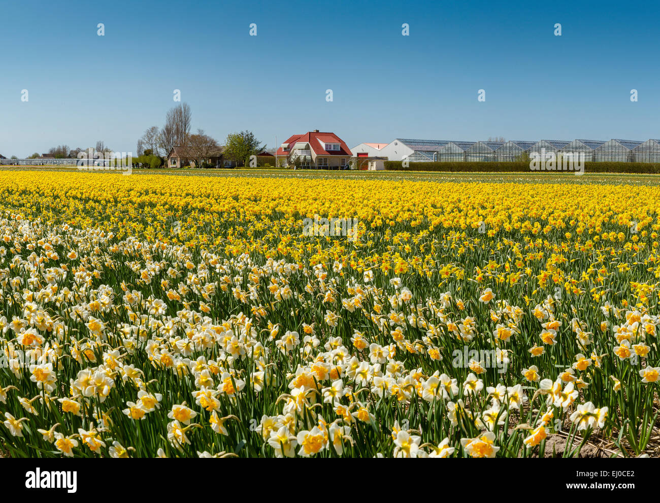 Sassenheim, Lisse, Netherlands, Holland, Europe, landscape, flowers, spring, bulb field, Field, bulbs, daffodils Stock Photo