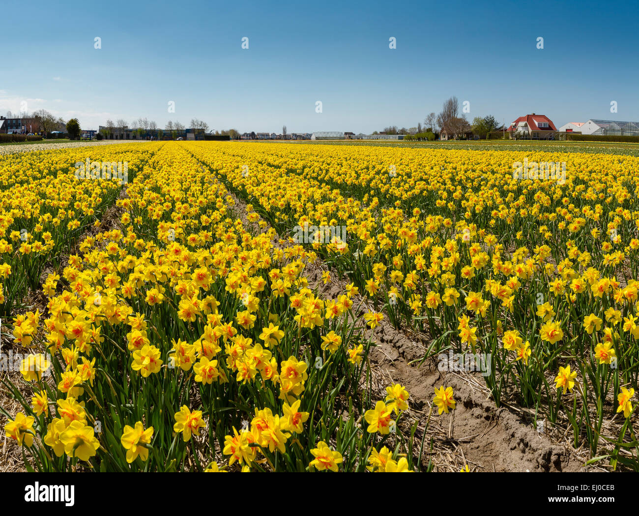 Sassenheim, Lisse, Netherlands, Holland, Europe, landscape, flowers, spring, bulb field, Field, bulbs, daffodils Stock Photo