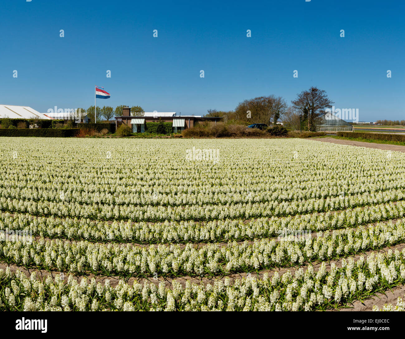 Sassenheim, Lisse, Netherlands, Holland, Europe, landscape, flowers, spring, bulb field, Field, bulbs, hyacinth Stock Photo