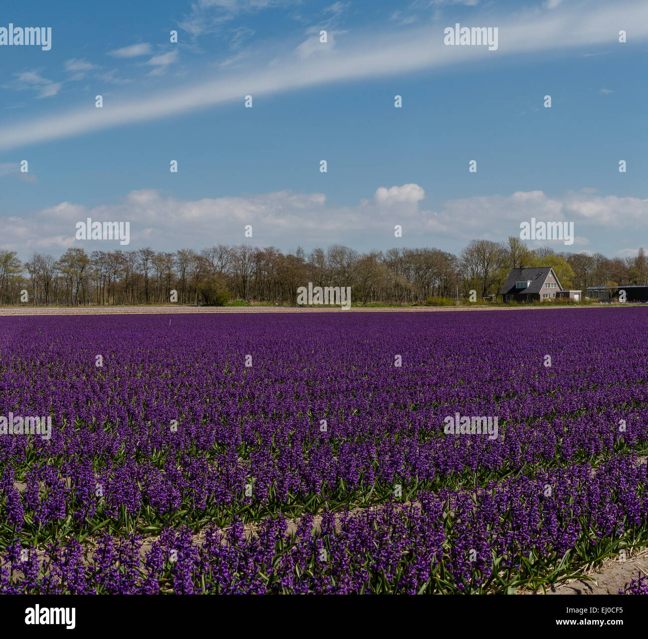 Sassenheim, Lisse, Netherlands, Holland, Europe, landscape, flowers, spring, bulb field, Field, bulbs, hyacinth Stock Photo