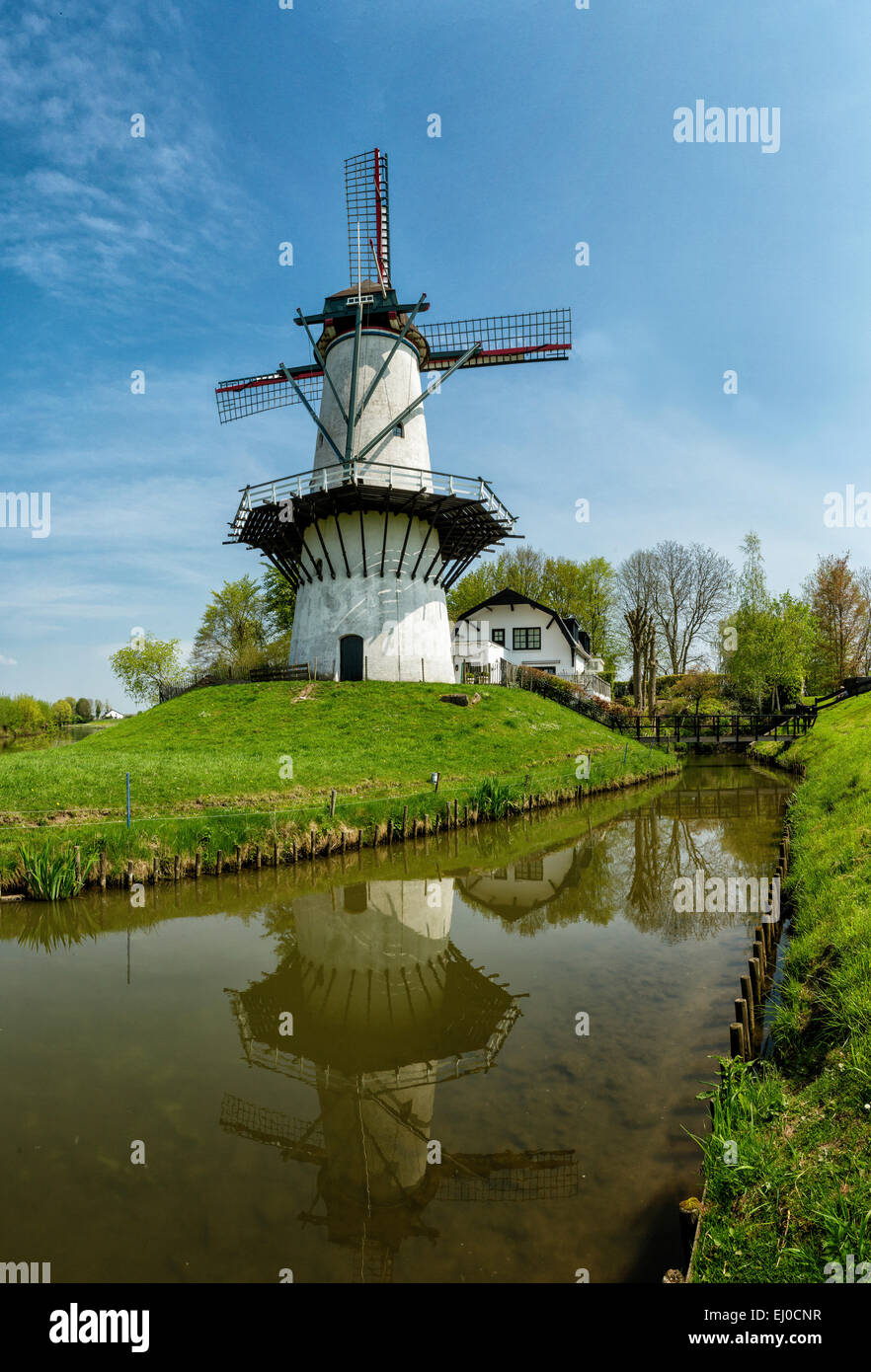 Deil, Netherlands, Holland, Europe, windmill, field, meadow, water, spring, The Butterfly Stock Photo