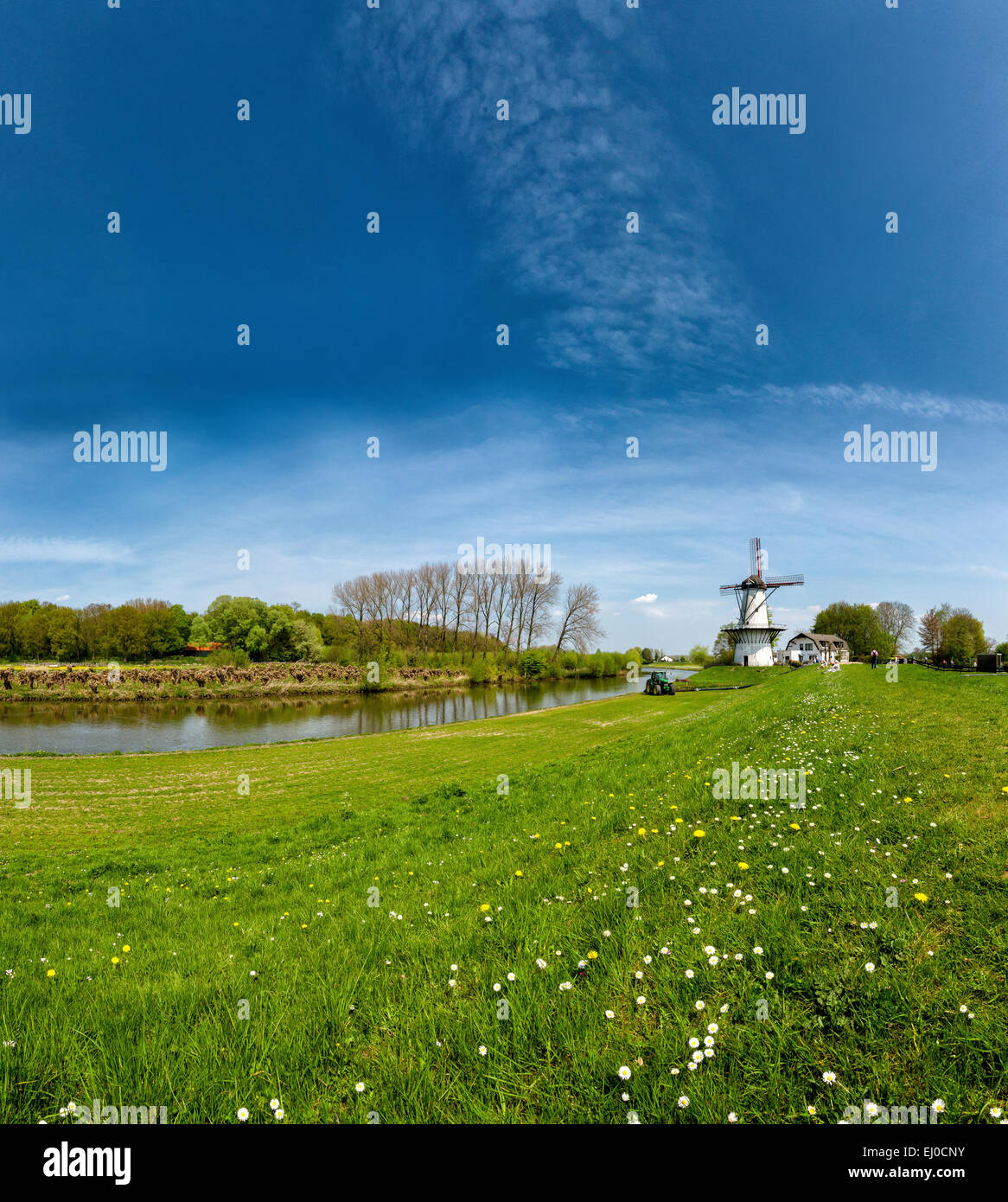 Deil, Netherlands, Holland, Europe, windmill, field, meadow, water, spring, The Butterfly Stock Photo