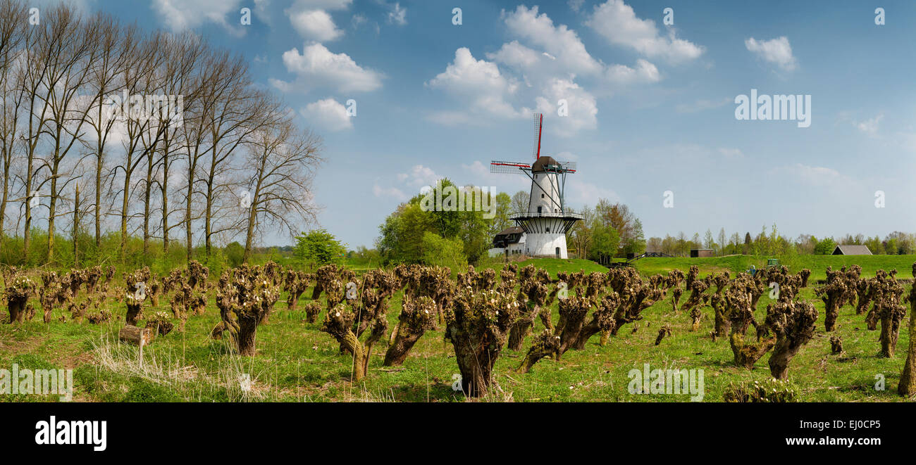 Deil, Netherlands, Holland, Europe, windmill, field, meadow, trees, spring, The Butterfly Stock Photo