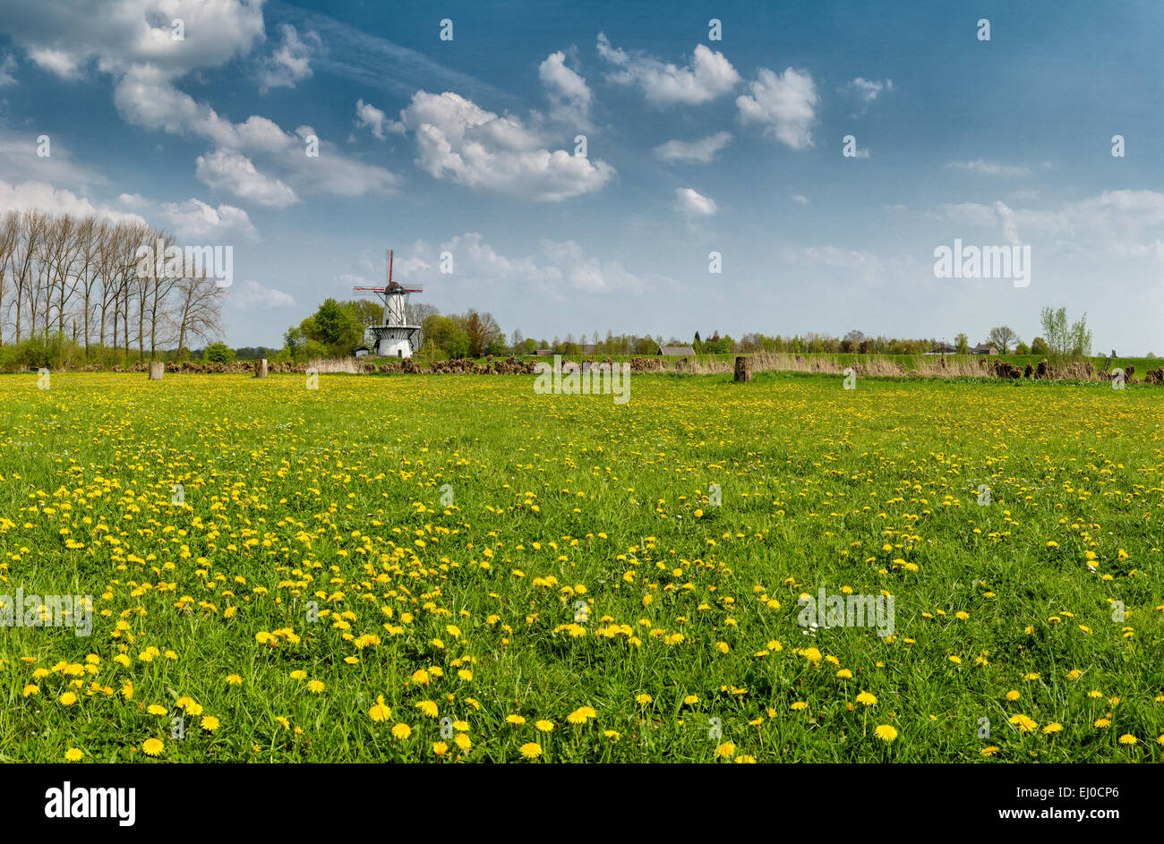 Deil, Netherlands, Holland, Europe, windmill, field, meadow, flowers, spring, The Butterfly Stock Photo