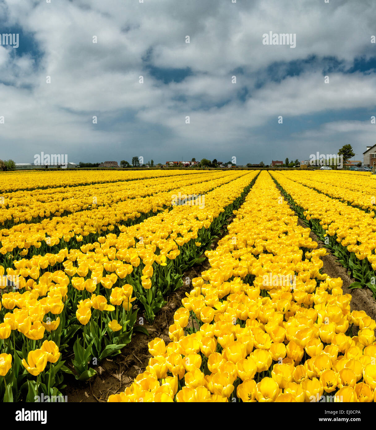 Sassenheim, Lisse, Netherlands, Holland, Europe, landscape, flowers, spring, bulb field, Bulb field, tulips Stock Photo