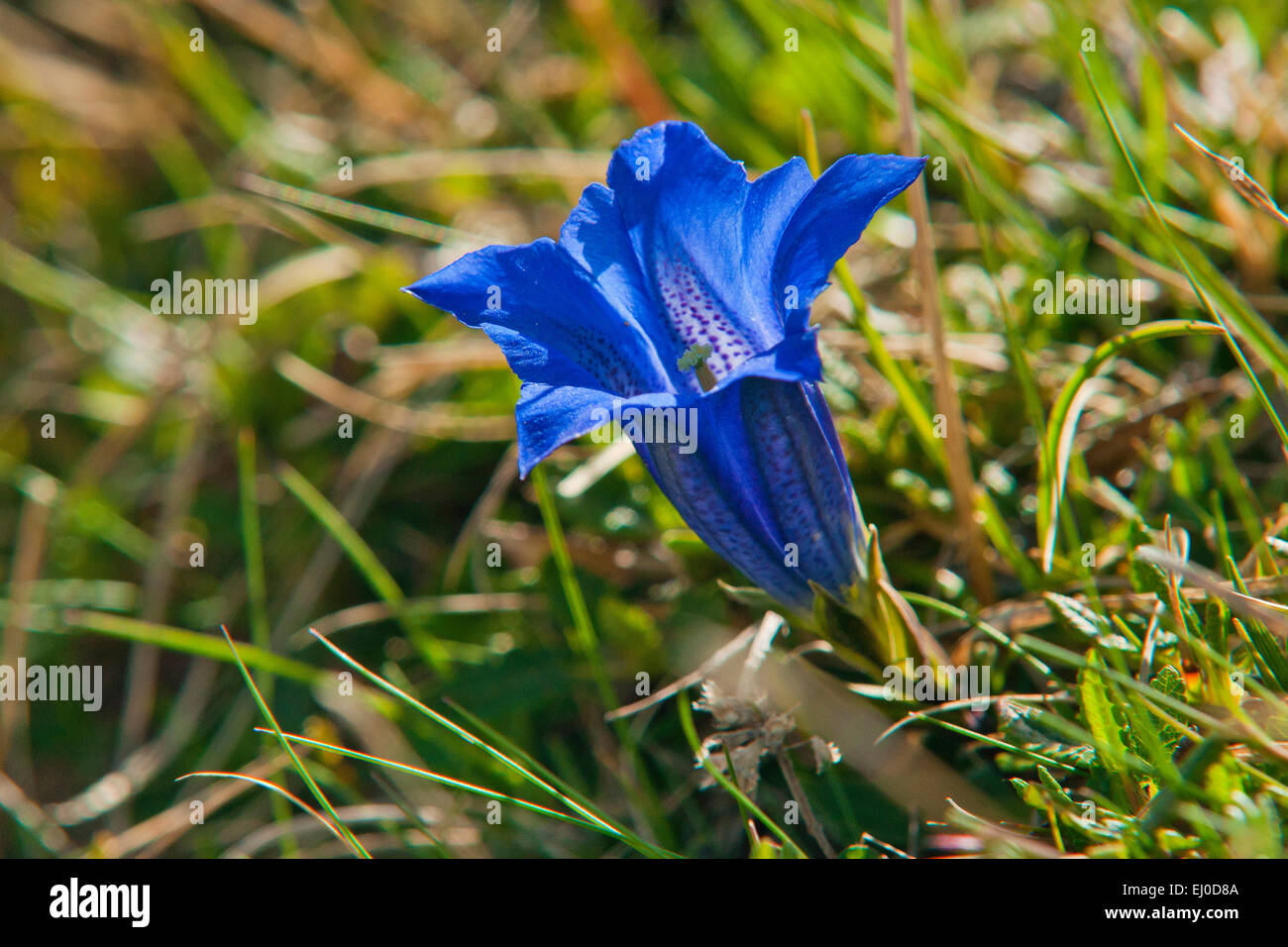 Bavaria, Europe, Germany, flower, mountain flower, gentian, mountain