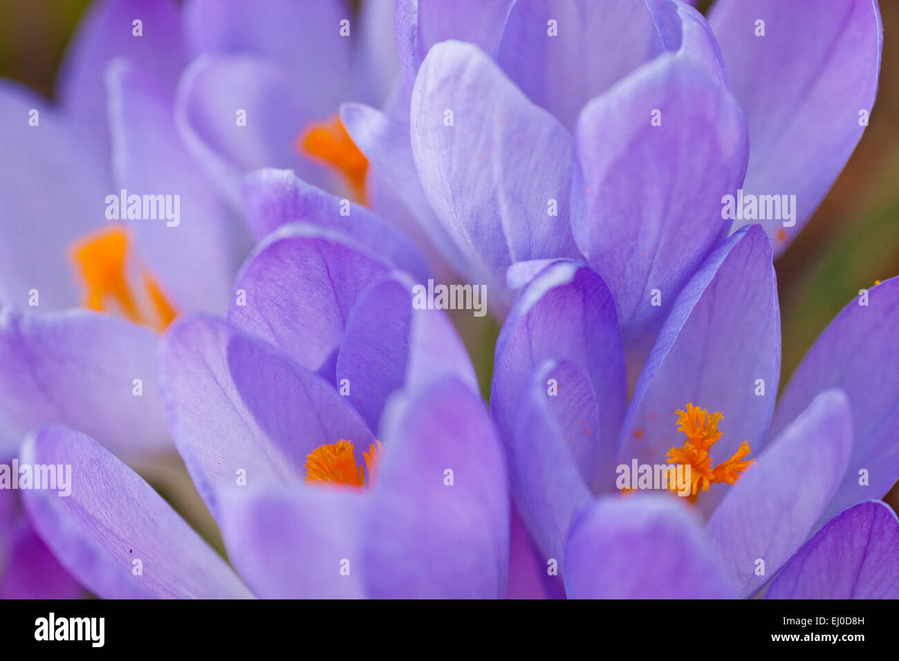 Spring flowers berchtesgaden bavaria germany hires stock photography
