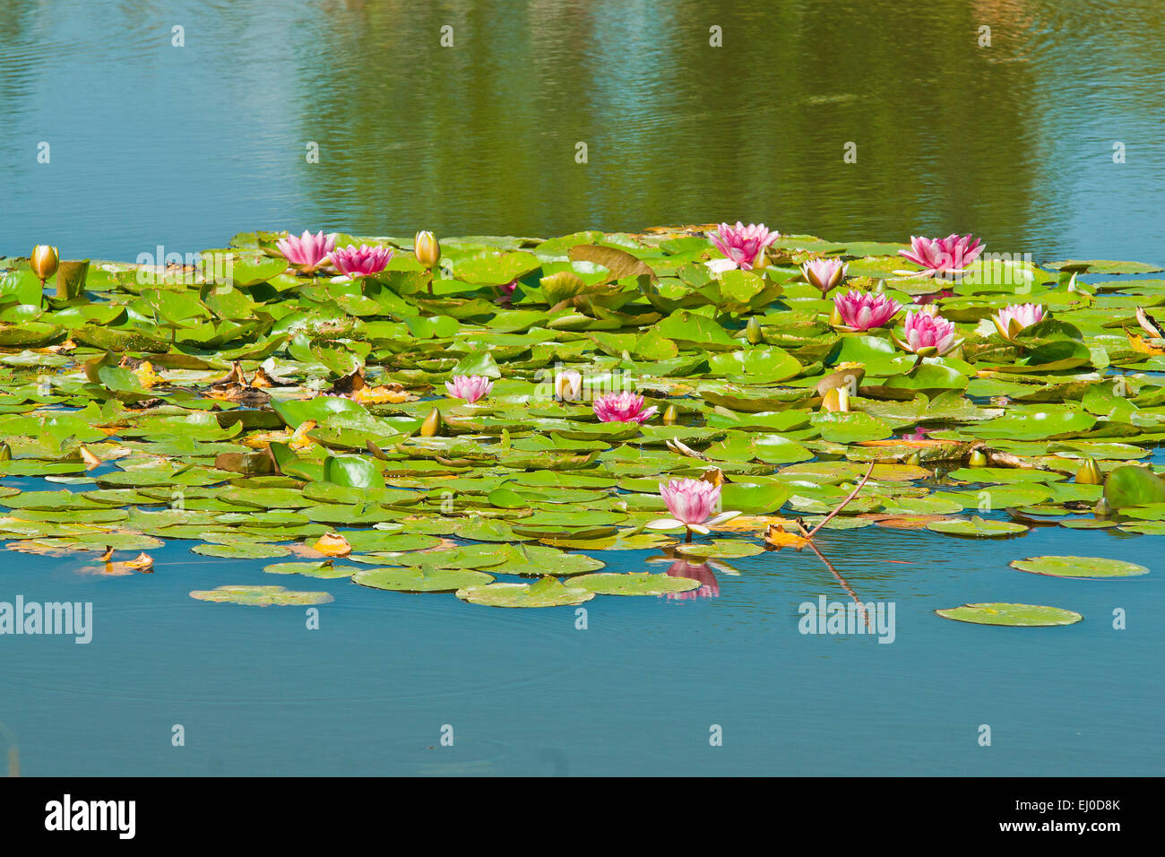 Bavaria, Europe, Germany, flower, flowers, blossom, blossoms, flora ...