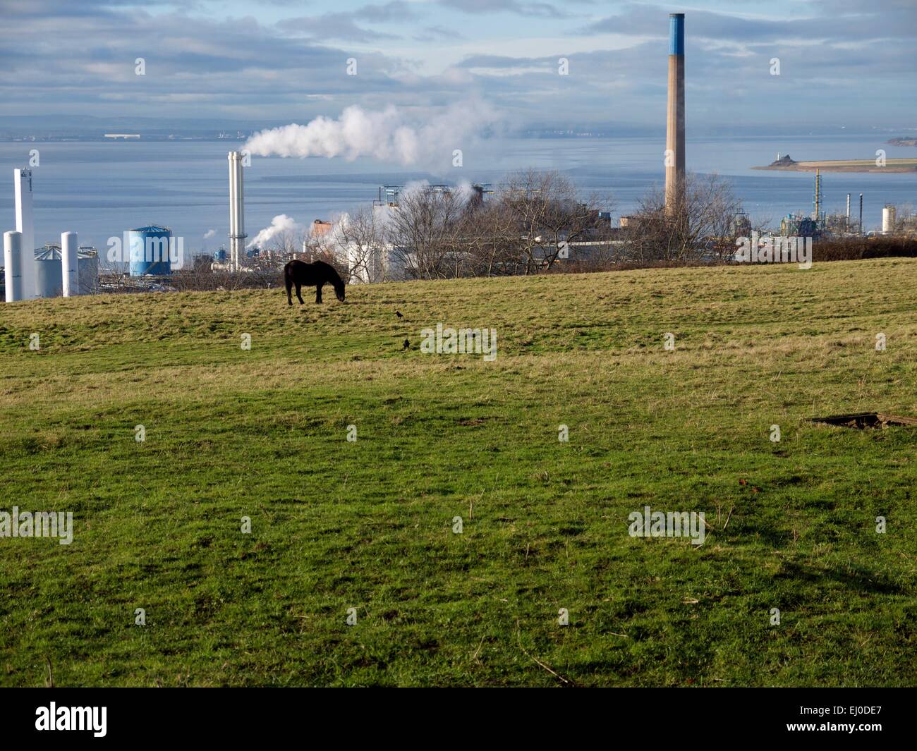 Horse grazing in a field in front of a chemical plant, with a river in the background. Stock Photo
