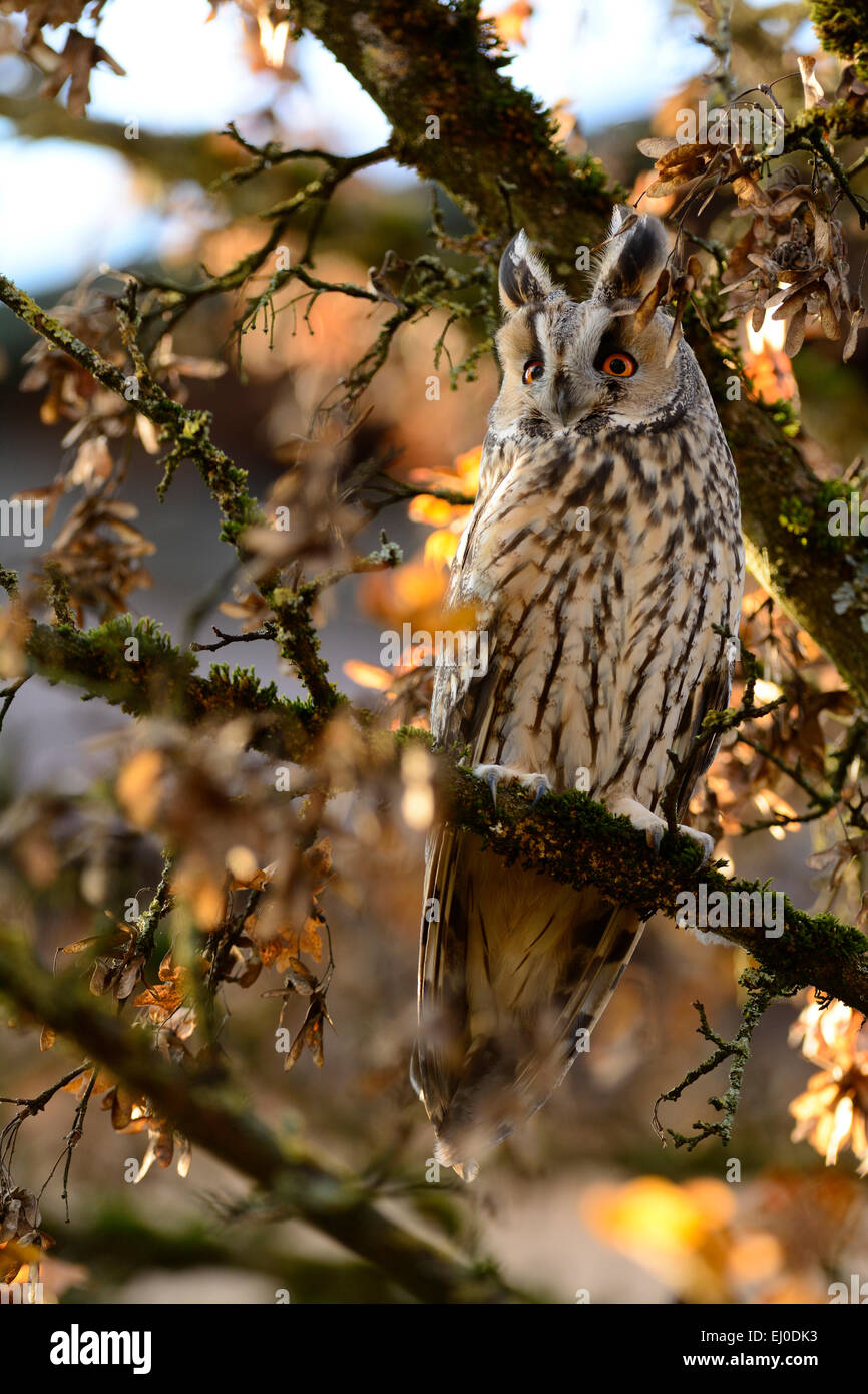 Long-eared Owl, Asio otus, Strigidae, Owl, bird, animal, Schwerzenbach, Canton Zurich, Switzerland Stock Photo