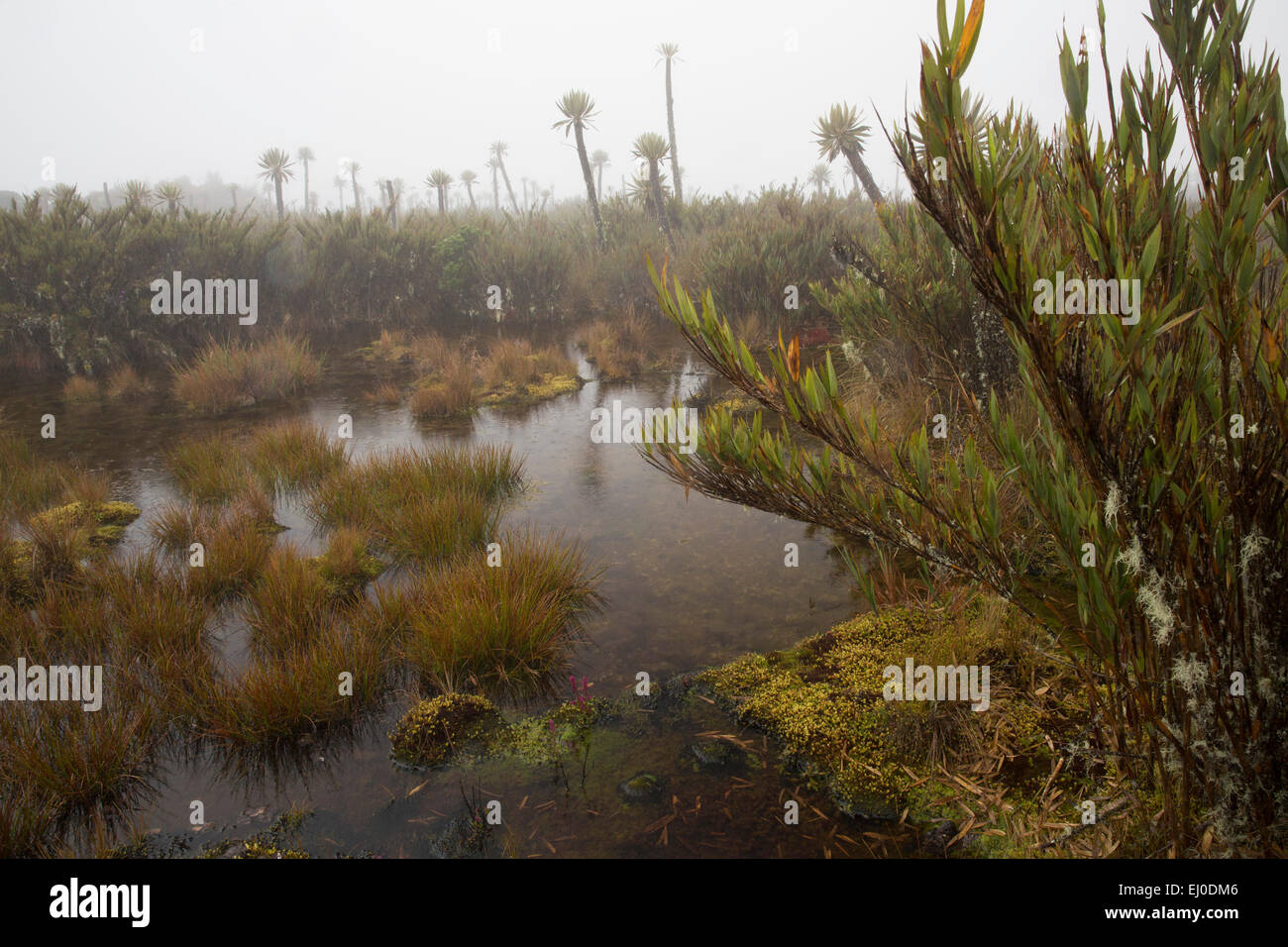 South America, Latin America, Colombia, flower, flowers, nature, plants