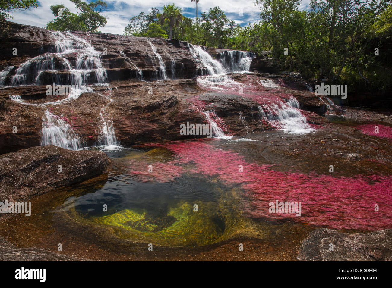 River, Flow, brook, body of water, nature, water, South America, Latin America, Colombia, red, colorful, canyon, Cano Cristales, Stock Photo