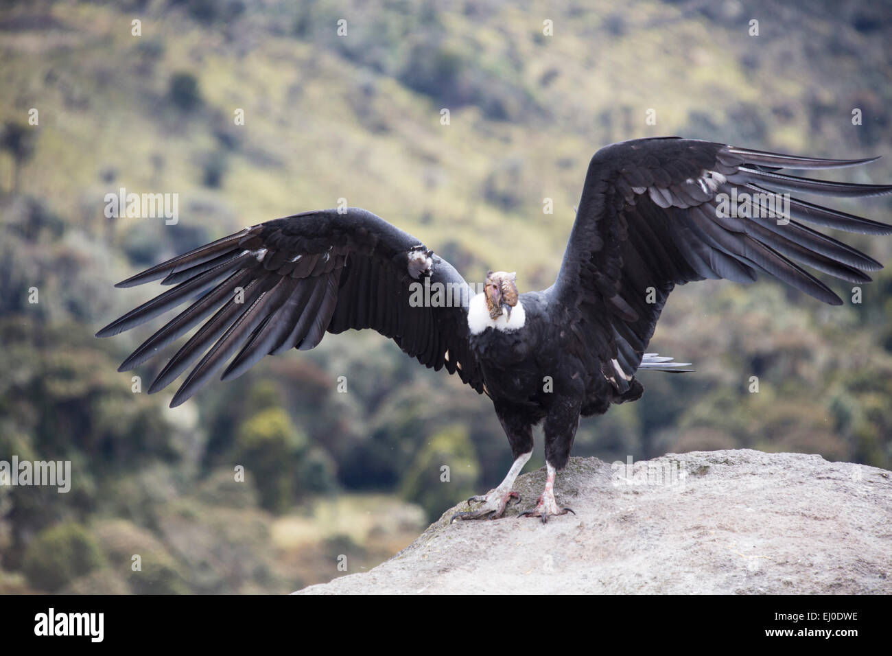 South America, Latin America, Colombia, bird, Condor, Purace, national(09)