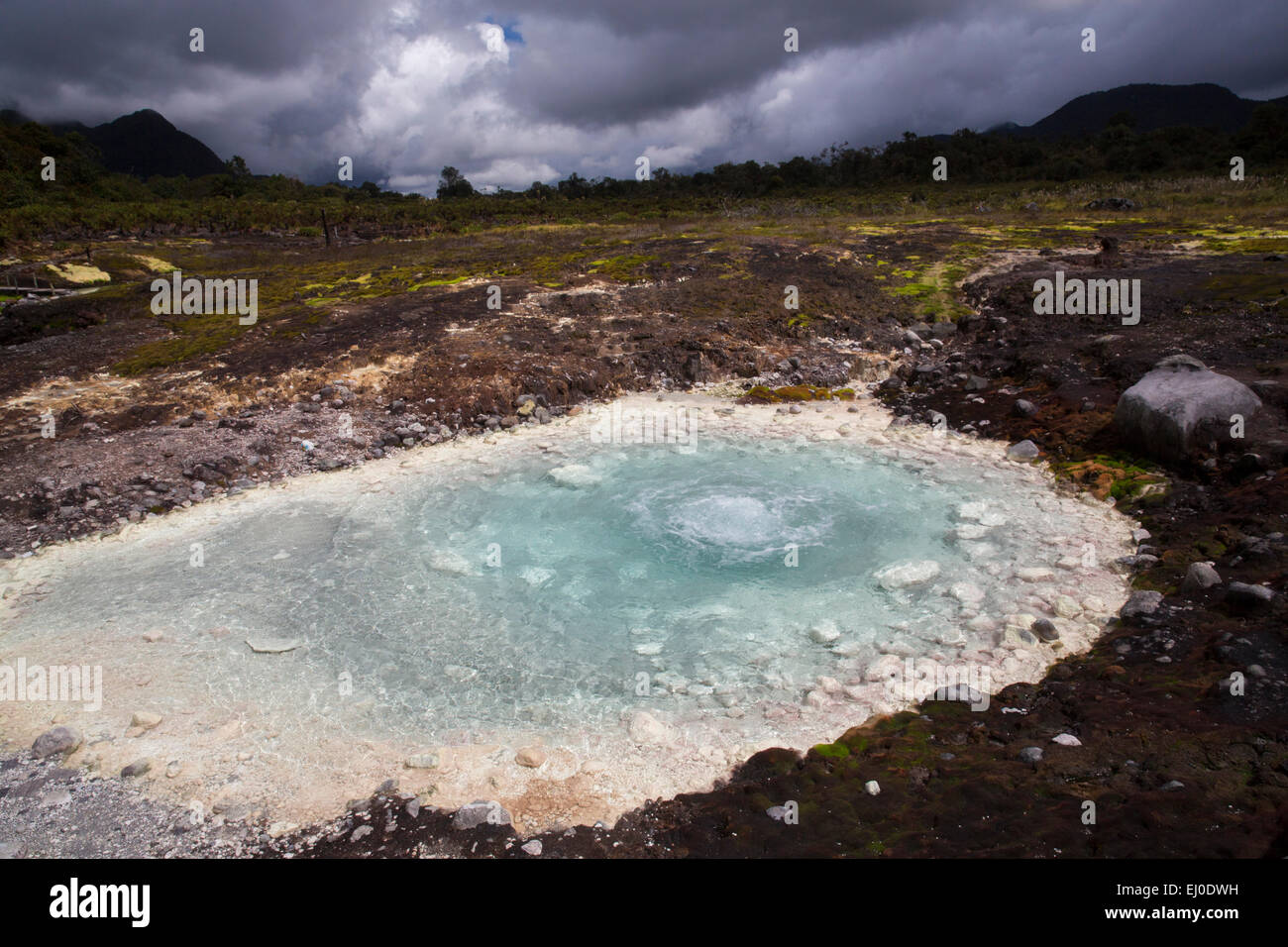 South America, Latin America, Colombia, flower, flowers, nature, spring