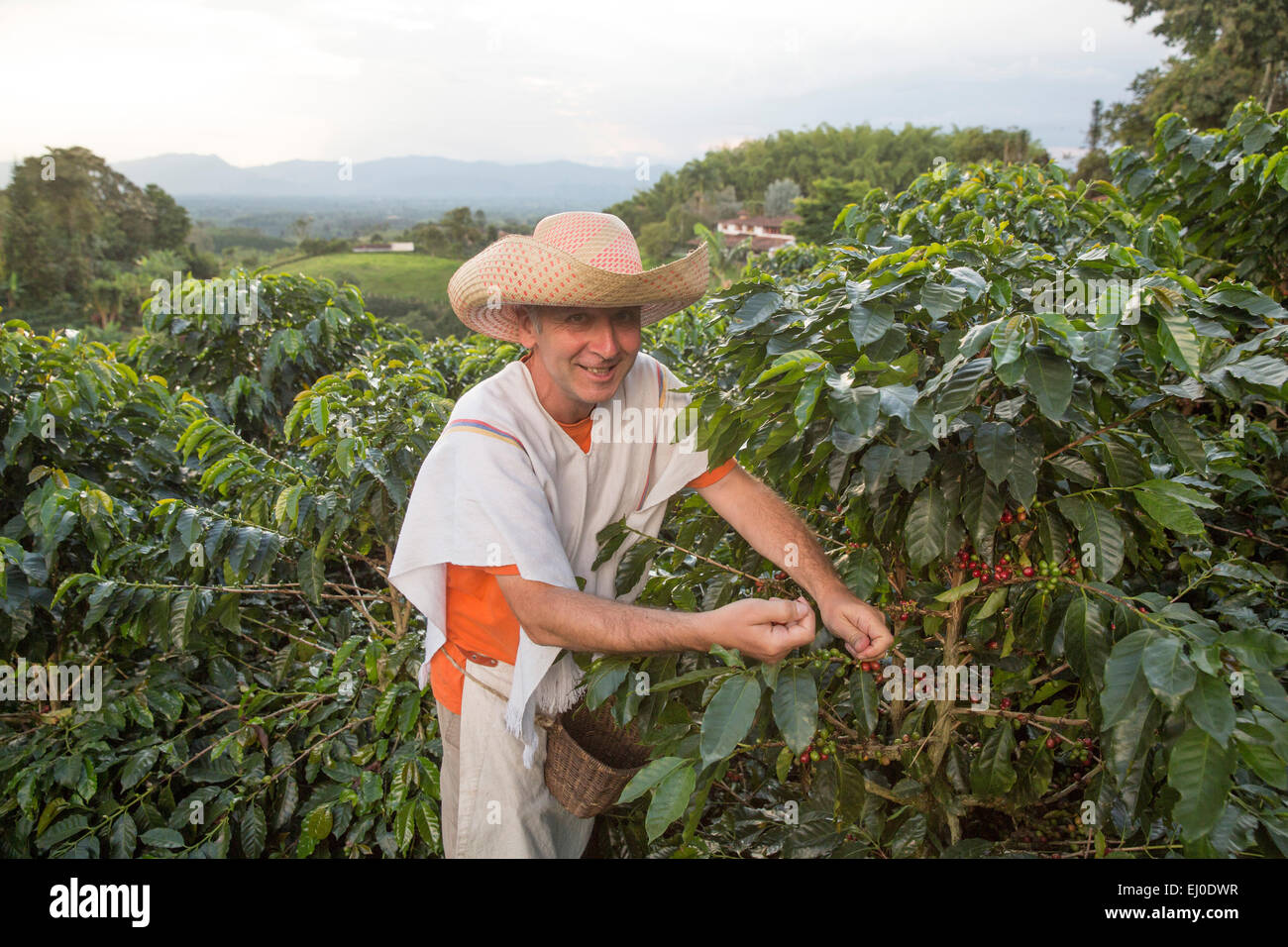 South America, Latin America, Colombia, coffee production, coffee, agriculture, Colombia, work, job, Pereira, picker, Stock Photo