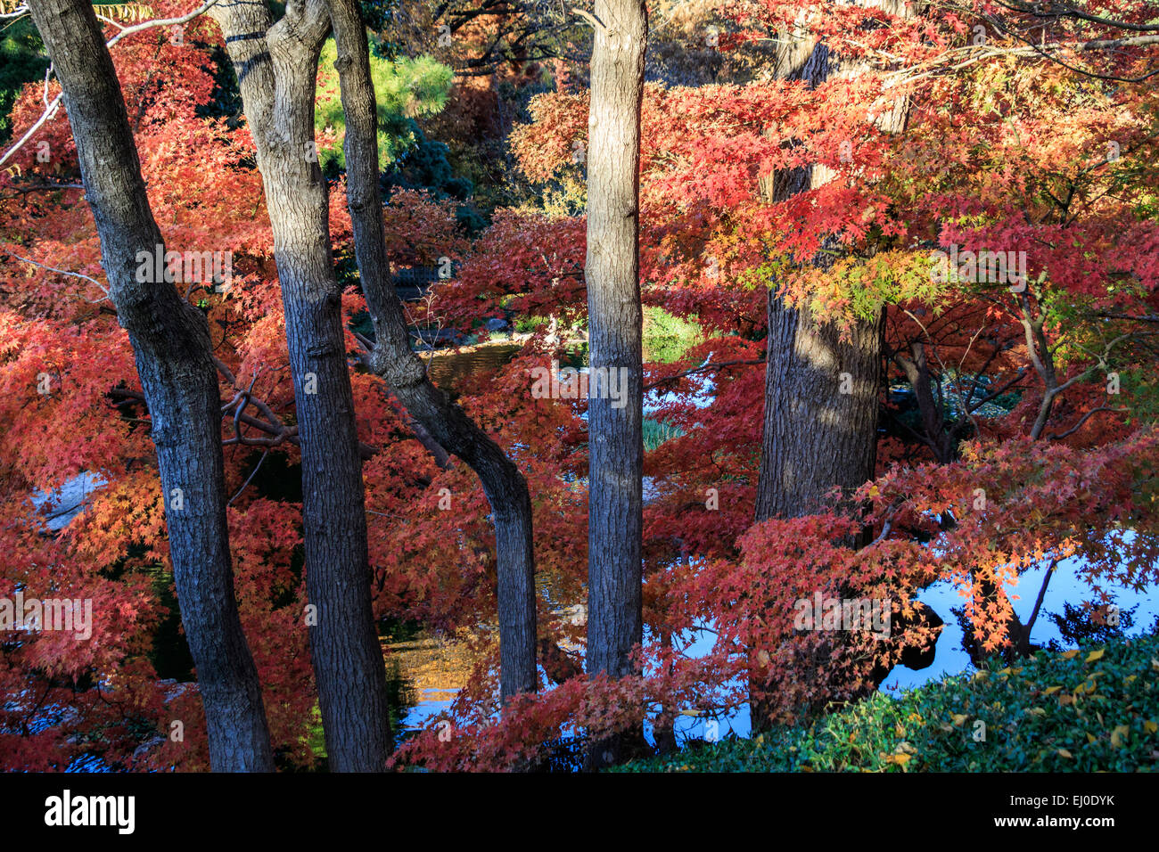 autumn, fall color, Japanese Garden, maple, leaves, red, Texas, TX, United States, USA, America, yellow Stock Photo