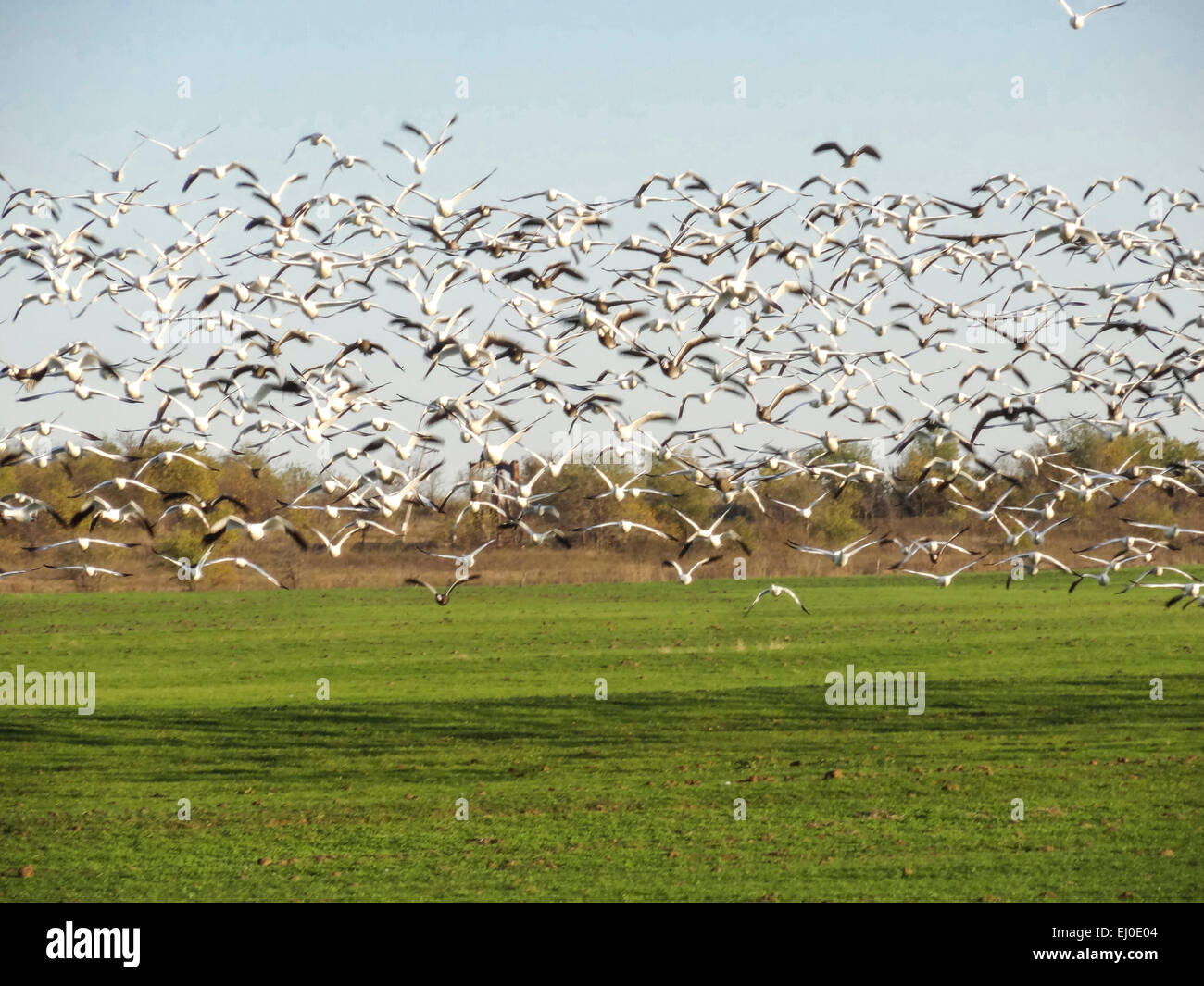 Chen caerulescens, Hagerman, National, Wildlife, Refuge, Lake Texoma, migration, Snow Goose, birds, Texas, United States, USA, Am Stock Photo