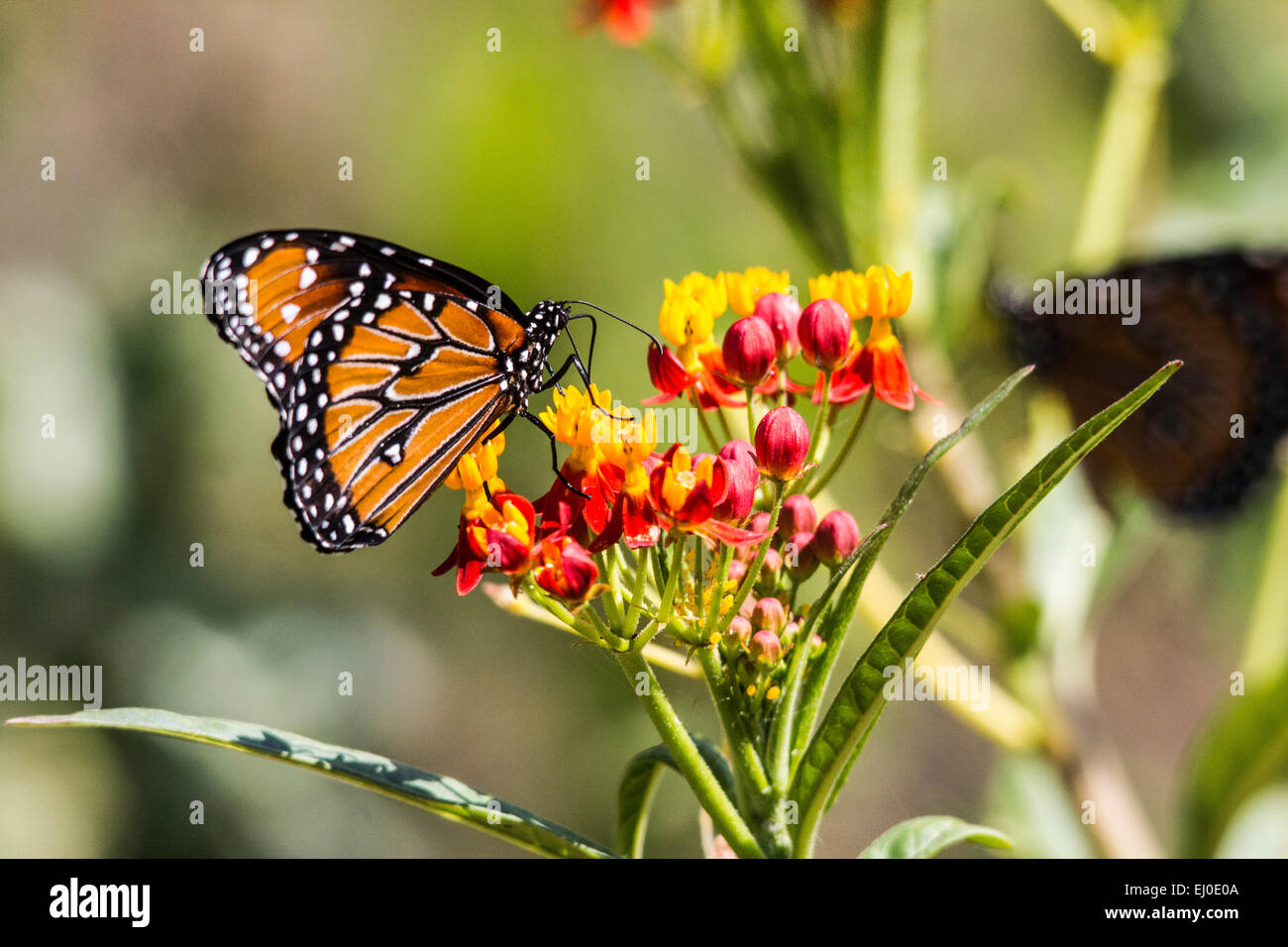 Asclepias curassavica, Blood-flower, Danaus gilippus, Schmetterling, Mexican Butterfly Weed, milkweed, Nymphalidae, Queen Butterf Stock Photo