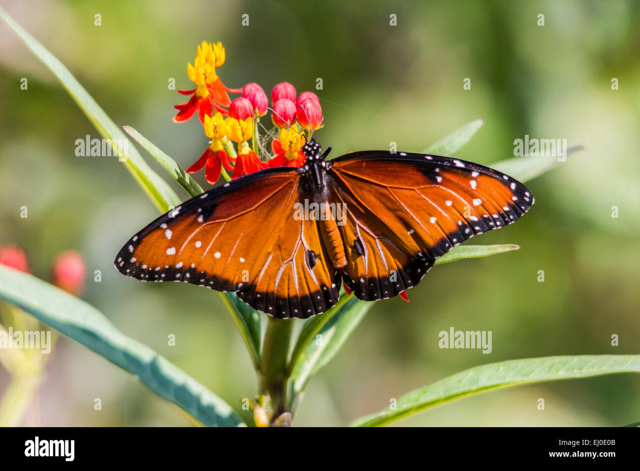 Asclepias curassavica, Blood-flower, Danaus gilippus, Schmetterling, Mexican Butterfly Weed, milkweed, Nymphalidae, Queen Butterf Stock Photo