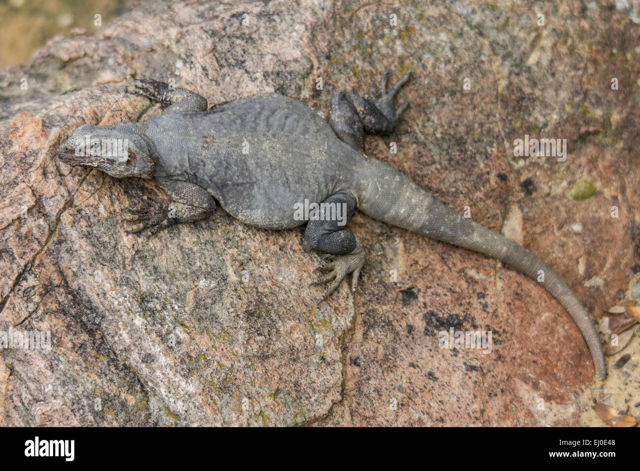 Chuckwalla, Dallas Zoo, Genus, Iguanidae, lizard, Sauromalus, Sauromalus ater, Texas, United States, USA, America, Stock Photo