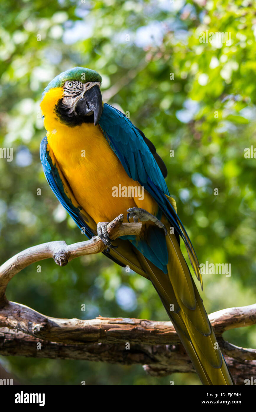 Ara ararauna, bird, Blue-and-gold Macaw, Blue-and-yellow Macaw, Central America, Dallas Zoo, herbivore, Psittaciformes, South Ame Stock Photo