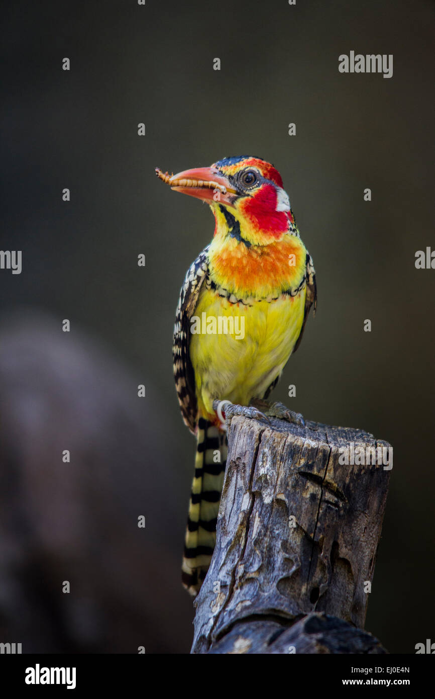 Dallas Zoo, red yellow barbet, Trachyphonus erythrocephalus, bird Stock Photo