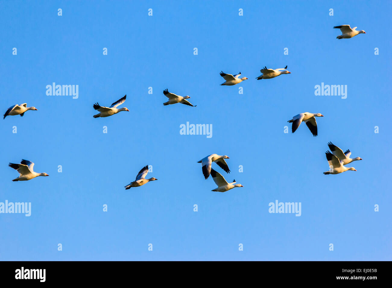 Chen caerulescens, Hagerman, National, Wildlife, Refuge, Lake Texoma, migration, Snow Goose, birds, Texas, United States, USA, Am Stock Photo