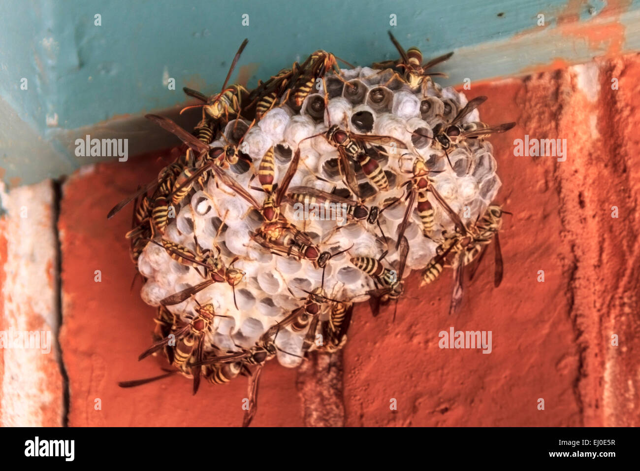 insect, nest, Richardson, Texas, TX, United States, USA, America, Vespula germanica, wasp Stock Photo