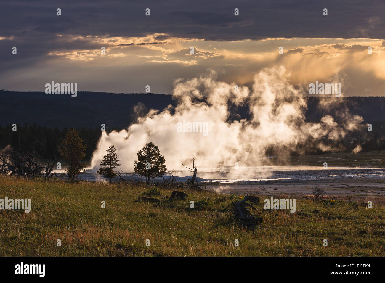 Geyser in Yellowstone National Park at sunset. Wyoming, United States of America. Stock Photo