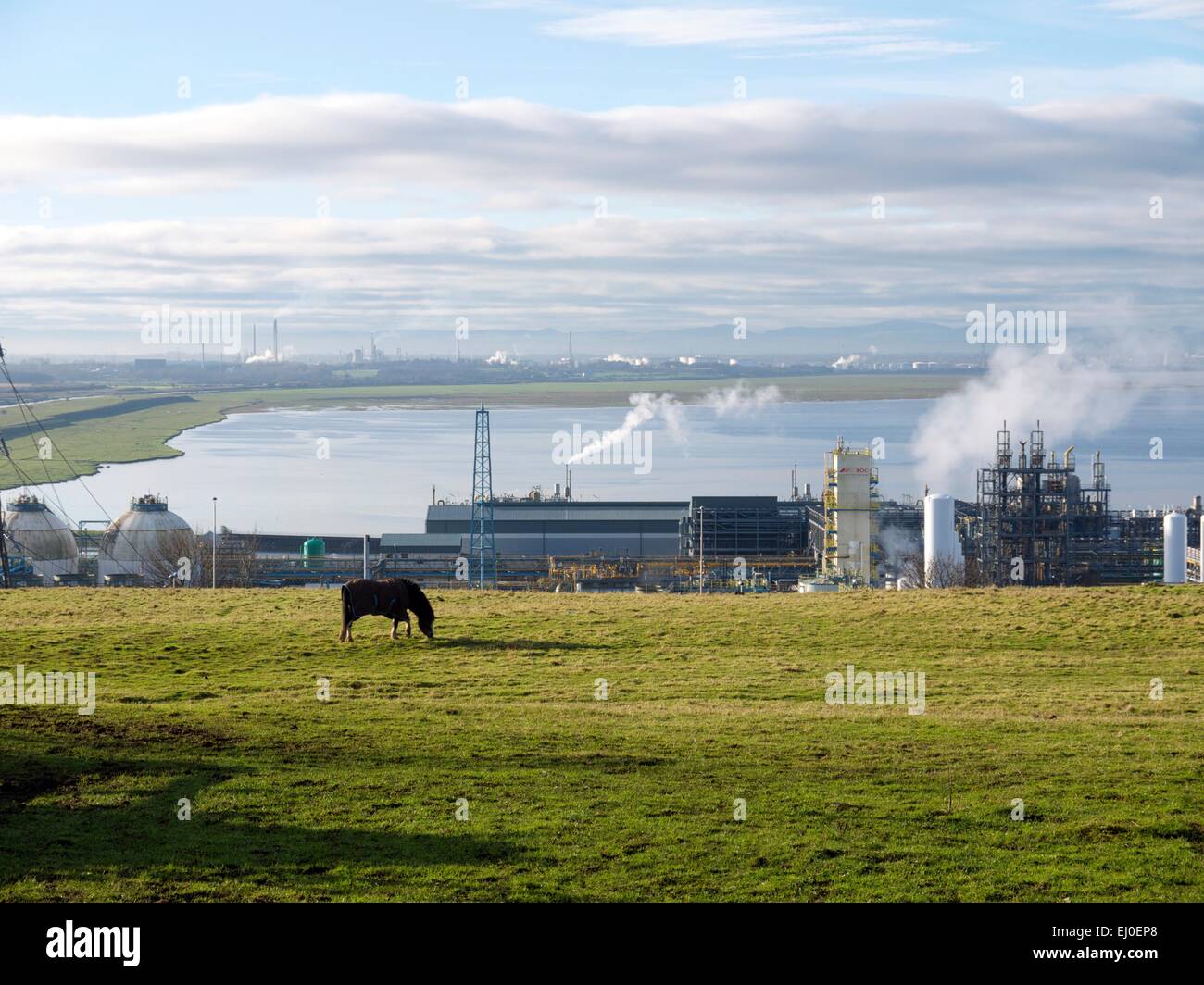 Horse grazing in a field in front of a chemical plant, with a river in the background. Stock Photo