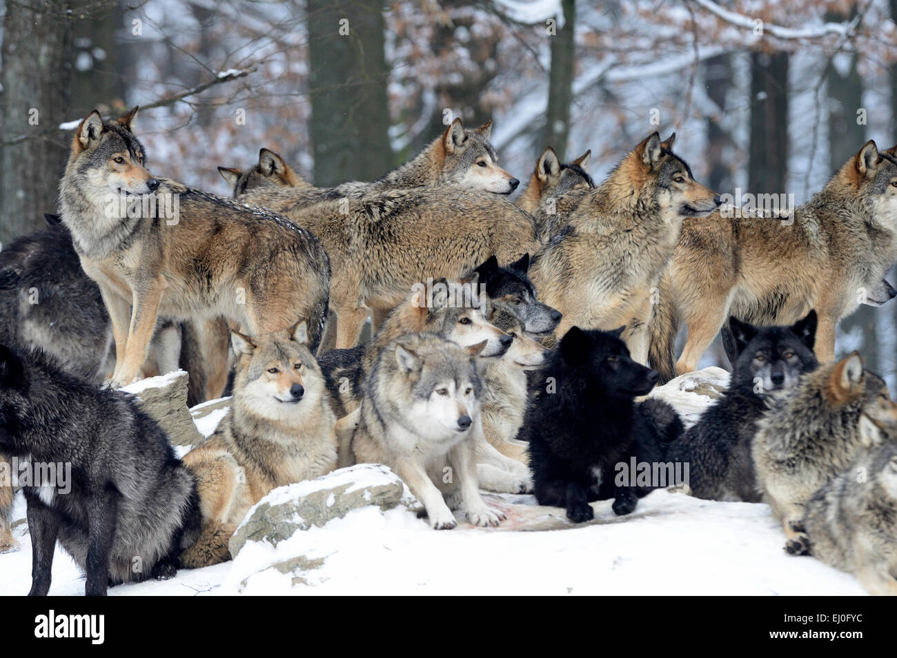 Wolf, animal, predator, wolves, predators, gray wolf, canids, Canis lupus lycaon, Germany, Europe, Stock Photo