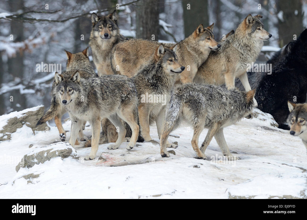Wolf, animal, predator, wolves, predators, gray wolf, canids, Canis lupus lycaon, Germany, Europe, Stock Photo