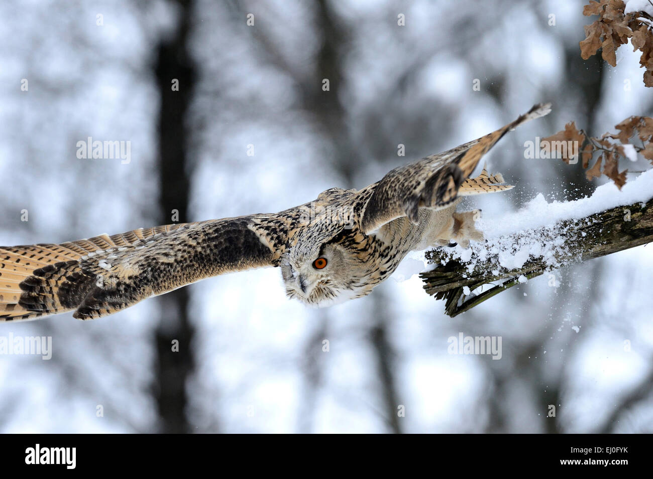 Eagle owl, Bubo bubo, owl, owls, griffin, griffins, night griffins, bird of prey, birds of prey, bird, birds, accipitrids, night Stock Photo