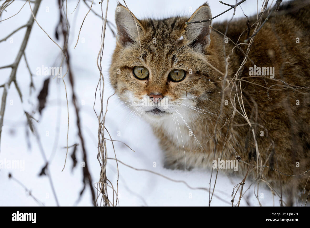 Wildcat, animal, predatory game, predator, predators, small cats, cats