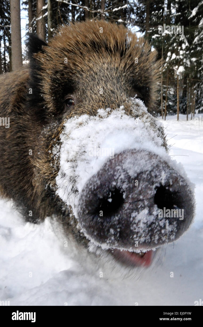 Wild boar, animal, Sus scrofa scrofa, sow, wild boars, black game, pigs, pig, vertebrates, mammals, real pigs, pigs, winter, Germ Stock Photo