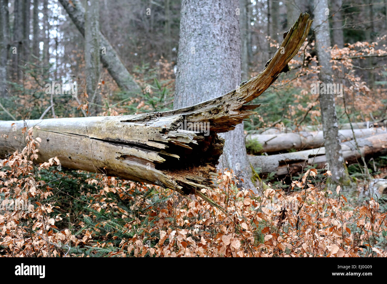Wind break, damages, forest damages, wood, forest, bark beetle, storm damages, trees, forest decline, spruces, Germany, Europe, Stock Photo