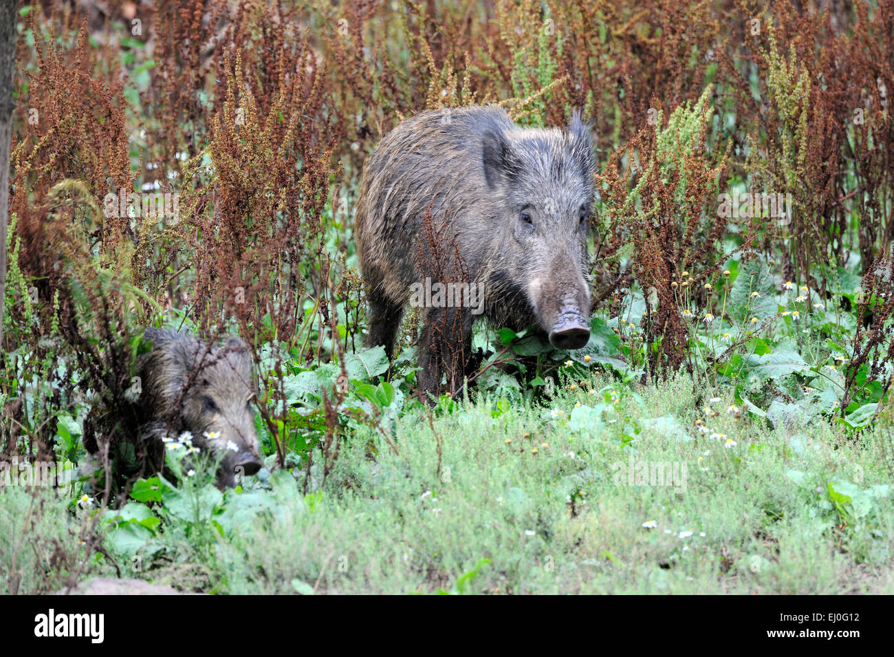 Wild boar, animal, Sus scrofa scrofa, sow, wild boars, black game, pigs, pig, vertebrates, mammals, real pigs, pigs, Germany, Eur Stock Photo