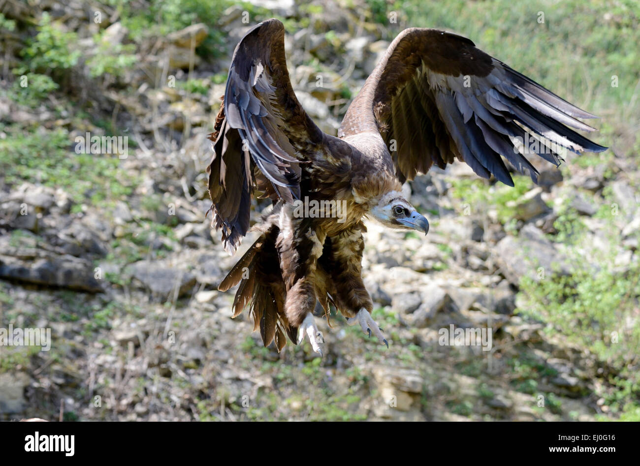 cinereous vulture, Aegypius monachus, birds, accipitrids, old world vultures, vultures, scavengers, animals, Germany, Europe, Stock Photo