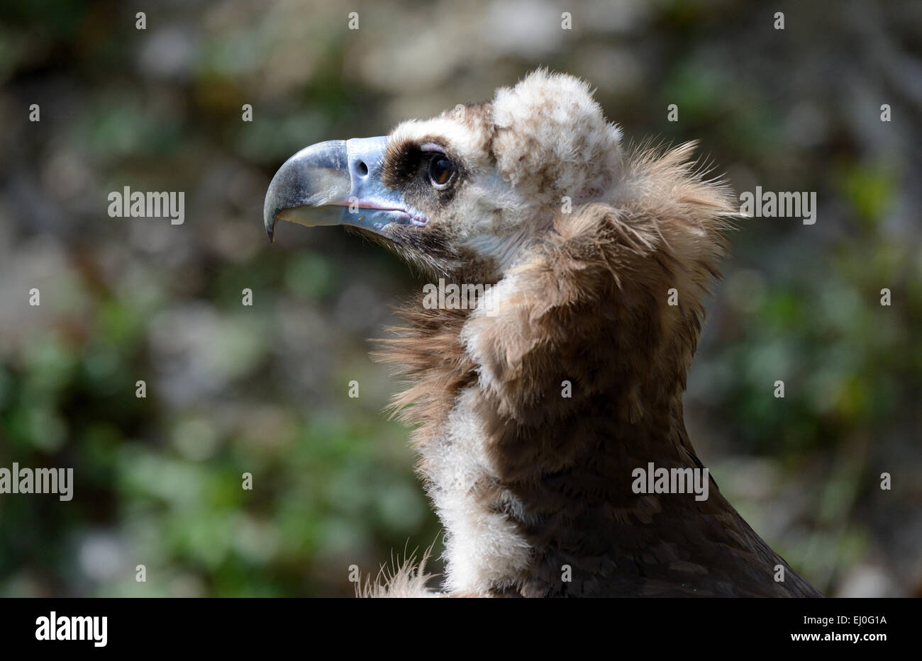 hooded vulture, Necrosyrtes monachus, vulture, grab bird, accipitrids