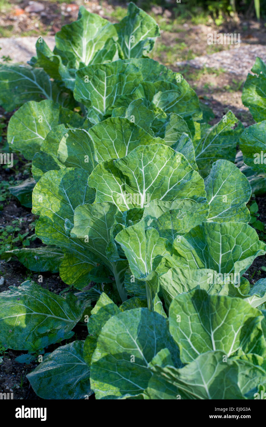 Local small farm of cabbage vegetable Stock Photo - Alamy
